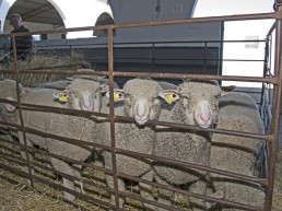 Abierto el plazo para que los ganaderos soliciten ganado ovino criado por la Diputación de Cáceres