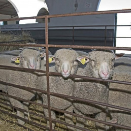 Abierto el plazo para que los ganaderos soliciten ganado ovino criado por la Diputación de Cáceres