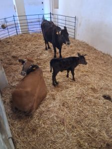 Nace el primer ternero de raza mallorquina en la Finca Pública de Galatzó y 17 lechones de 'porc negre'