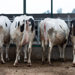 El precio de la leche sube un 5% en Cantabria en 2025 aunque se reduce el número de ganaderos y los litros
