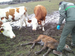 El BOC publica el nuevo baremo de daños por fauna silvestre, con subidas en todas las cuantías
