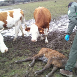El BOC publica el nuevo baremo de daños por fauna silvestre, con subidas en todas las cuantías