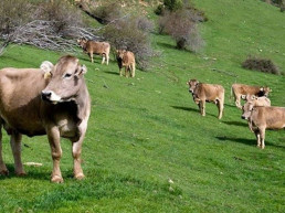 Las medidas frente la dermatosis nodular en Cantabria durarán dos meses y amplían la cuarentena a 28 días