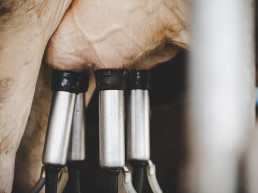 El sector ganadero pide una prórroga que garantice la recogida de leche mientras se negocia una solución