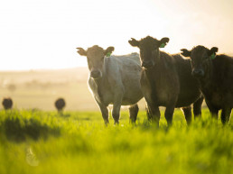 El Gobierno de La Rioja destina 200.000 euros para apoyar a los ganaderos en la adquisición de animales de reposición
