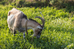 Expertos de Aragón, Cataluña y Andalucía analizan la situación de la cabra montés en Villarluego (Teruel)