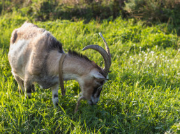 Expertos de Aragón, Cataluña y Andalucía analizan la situación de la cabra montés en Villarluego (Teruel)