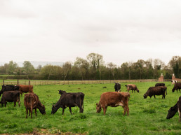 Begoña García sitúa el desarrollo rural en el centro del debate europeo: “Defender la PAC es decidir si hay futuro en nuestros pueblos”