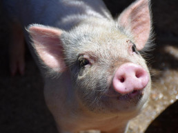 El Govern detecta el primer positivo de peste porcina africana en Barcelona