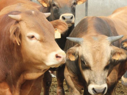 Primer caso de Dermatosis Nodular Contagiosa en Aragón confirmado en Borrastre (Huesca)