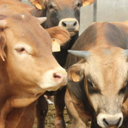 Primer caso de Dermatosis Nodular Contagiosa en Aragón confirmado en Borrastre (Huesca)