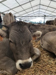 Confirmado un segundo foco de DNC bovina en una explotación de Fiscal (Huesca) a escasos metros del primero