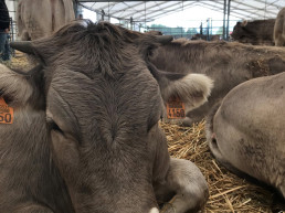 Confirmado un segundo foco de DNC bovina en una explotación de Fiscal (Huesca) a escasos metros del primero
