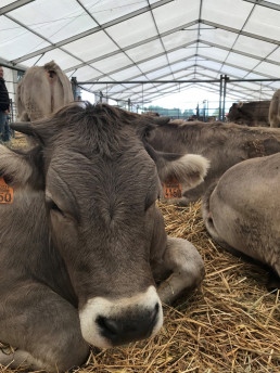 Confirmado un segundo foco de DNC bovina en una explotación de Fiscal (Huesca) a escasos metros del primero