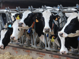 Asaja pide rapidez en las indemnizaciones a los afectados por la DNC bovina y crear un fondo para emergencias