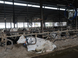 El alcalde de Fiscal (Huesca) traslada la preocupación del municipio por los dos focos de DNC bovina