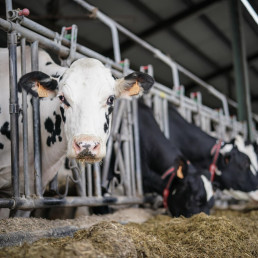 UAGA-COAG apuesta por la vacunación masiva contra la DNC bovina en la provincia de Huesca