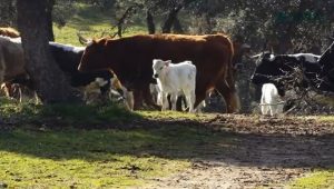 Álava recibe el visto bueno para vacunar sus explotaciones bovinas frente a la Dermatosis Nodular Contagiosa