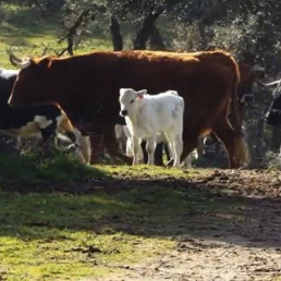 Álava recibe el visto bueno para vacunar sus explotaciones bovinas frente a la Dermatosis Nodular Contagiosa