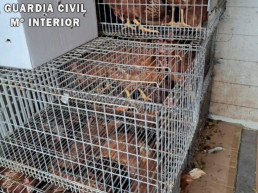 Denunciado por vender gallinas en Viana sin ningún control sanitario durante una alerta por gripe aviar