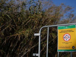 Barcelona cierra totalmente Collserola y prohíbe su actividad lúdica tras hallar un positivo de peste porcina