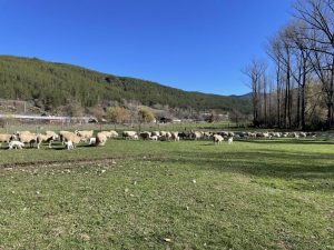 El CITA organiza en Arens de Lledó (Teruel) un curso para impulsar la valorización de la lana dirigido a los ganaderos