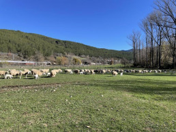 El CITA organiza en Arens de Lledó (Teruel) un curso para impulsar la valorización de la lana dirigido a los ganaderos