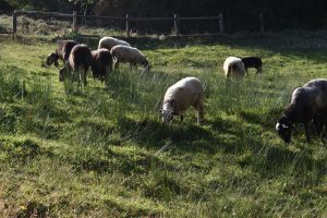 La Universidad de Zaragoza analiza el origen del pastoreo mediterráneo en el ciclo Ganadería: pasado, presente y futuro