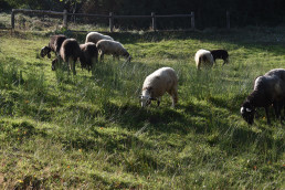 La Universidad de Zaragoza analiza el origen del pastoreo mediterráneo en el ciclo Ganadería: pasado, presente y futuro