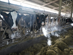 Agricultura activa la convocatoria de ayudas dirigida a las explotaciones ganaderas afectadas por la tuberculosis bovina