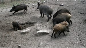 Detectados seis nuevos casos de peste porcina en jabalíes dentro de la zona de alto riesgo