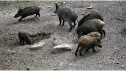 Detectados seis nuevos casos de peste porcina en jabalíes dentro de la zona de alto riesgo
