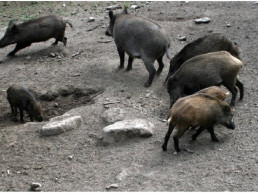 Detectados seis nuevos casos de peste porcina en jabalíes dentro de la zona de alto riesgo
