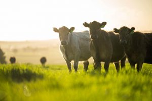 Agricultura destina 215.000 euros para compensar los costes prevención y control de enfermedades realizados por las ADSG