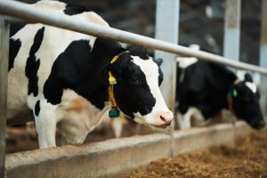 La Xunta enviará a la Comisión Galega da Competencia información sobre los contratos lácteos y cisternas