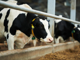 La Xunta enviará a la Comisión Galega da Competencia información sobre los contratos lácteos y cisternas