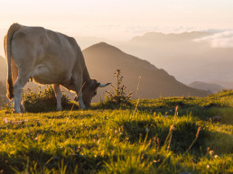 La Comunidad crea un comité de emergencias de salud animal para anticiparse a crisis sanitarias y zoonosis