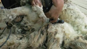 Asaja CyL advierte de que los ganaderos afrontan el esquileo "una vez más con pérdidas" por el precio de la lana