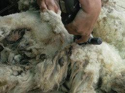 Asaja CyL advierte de que los ganaderos afrontan el esquileo 