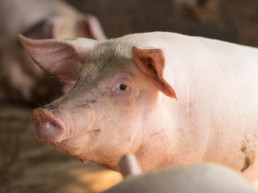 Incarlopsa participa en un proyecto de I+D para avanzar en técnicas no invasivas aplicadas a la producción porcina