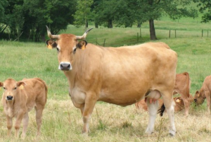 Convocadas las ayudas a la recría e inscripción de ejemplares de la raza Asturiana de los Valles