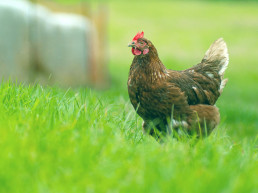 Autorizada de nuevo la cría de aves de corral en libertad en Asturias salvo en 8 municipios