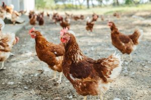 El Ministerio de Agricultura levanta el confinamiento de aves de corral por la mejora de la gripe aviar