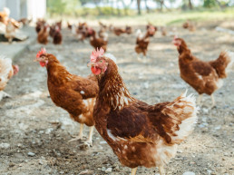 El Ministerio de Agricultura levanta el confinamiento de aves de corral por la mejora de la gripe aviar