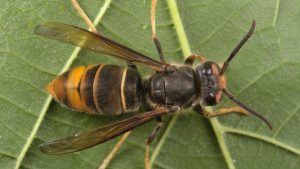 El Govern impulsa nuevas medidas para proteger al sector apícola de los daños de la avispa asiática