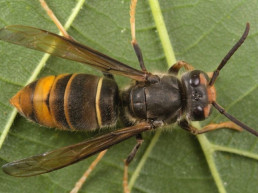 El Govern impulsa nuevas medidas para proteger al sector apícola de los daños de la avispa asiática