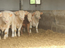 La comunidad aragonesa acelera la vacunación del sector bovino de DNC a un total de 310.000 cabezas