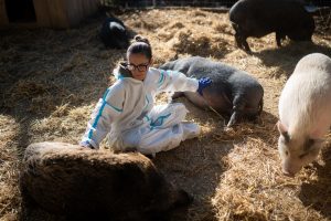 Aprobada la modificación de extensión de norma, propuesta por Interporc, para reforzar la prevención de PPA