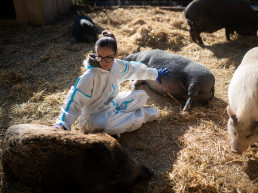 Aprobada la modificación de extensión de norma, propuesta por Interporc, para reforzar la prevención de PPA