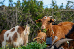 La localidad celebra este fin de semana las X Jornadas de Pastoreo y la Feria de Quesos Artesanales